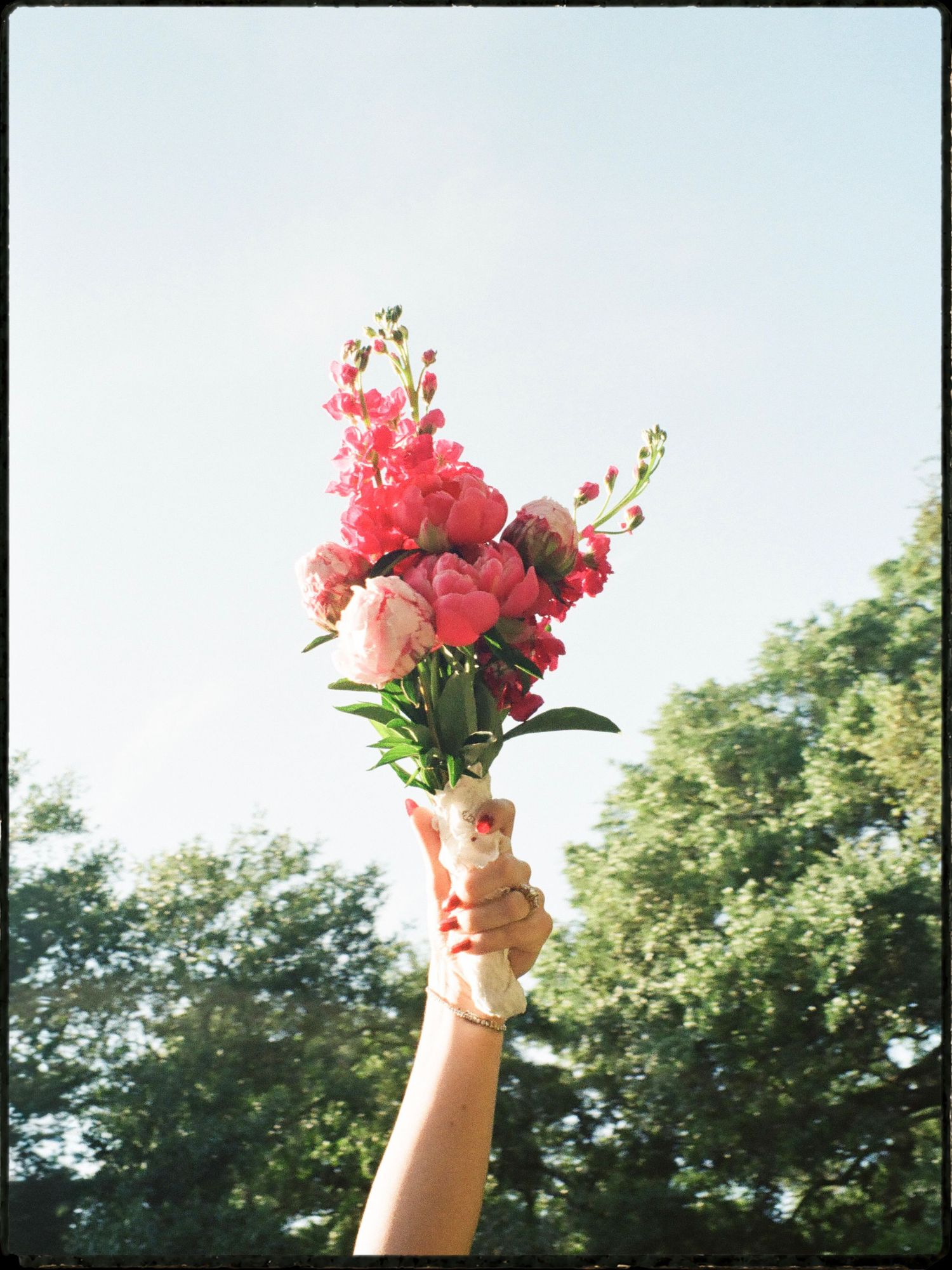 A hand raised high holding a vibrant bouquet of pink flowers against a bright sky with green trees.
