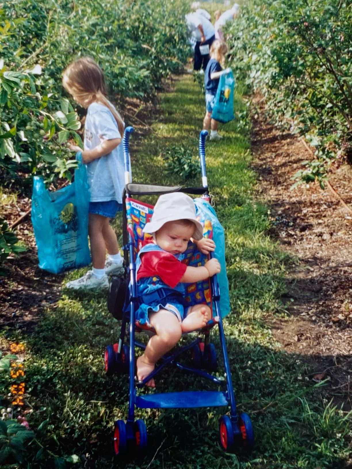 Young child sleeping in a stroller while family picks blueberries in an orchard row.