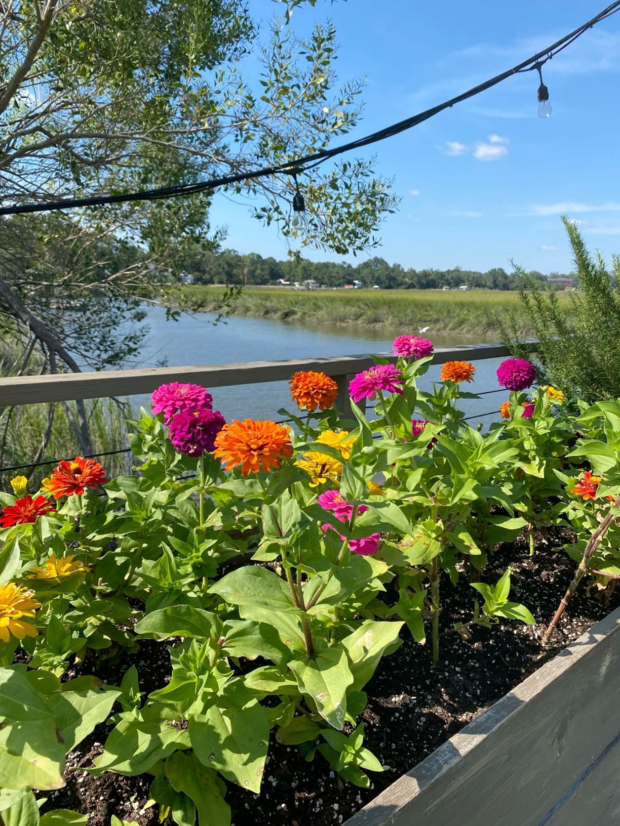Colorful zinnia flower garden on waterfront deck with string lights and marsh views.
