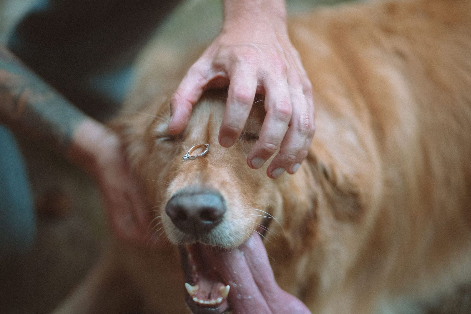 Close-up of hands holding a dog with an engagement ring visible on one finger.