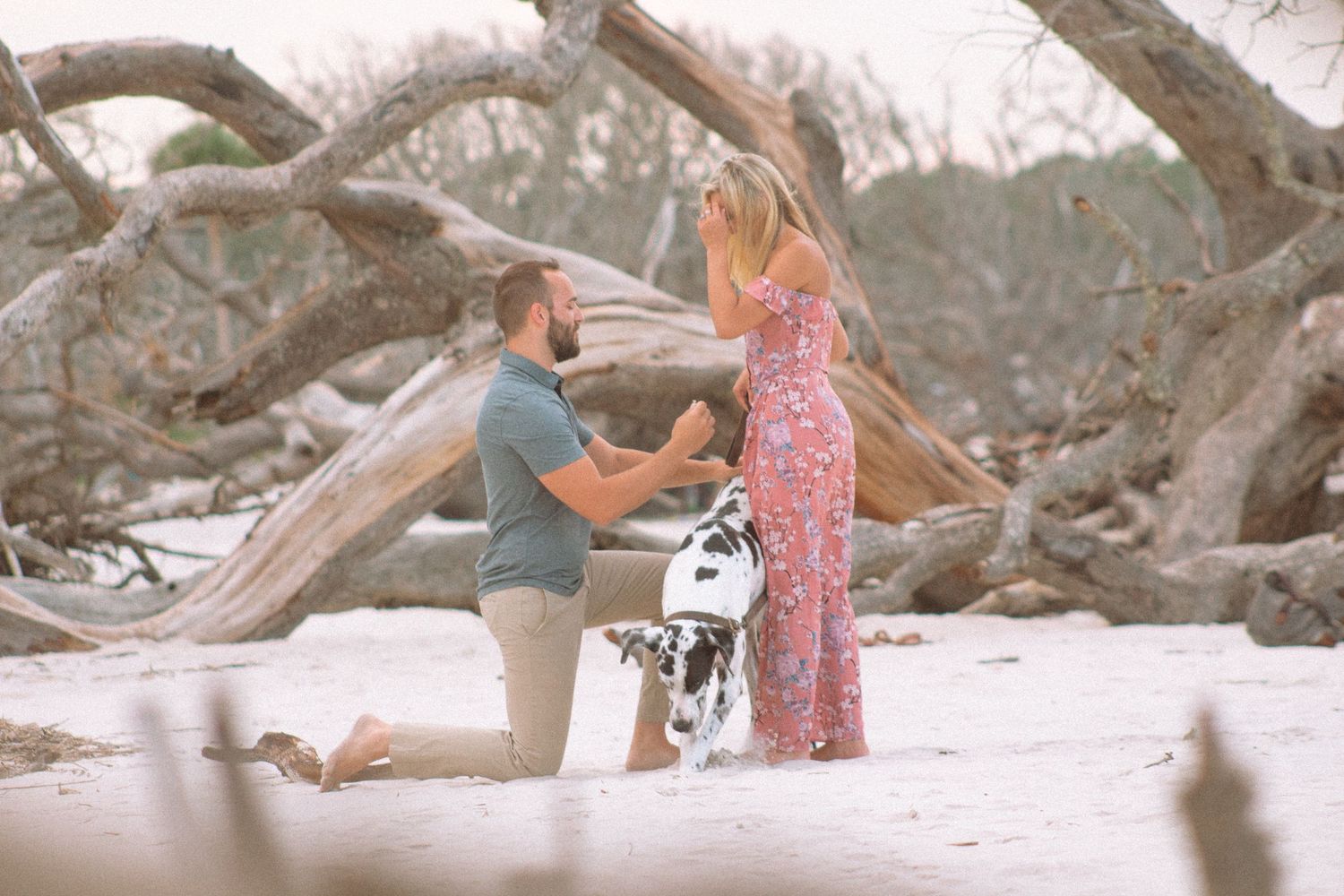 Man on one knee proposing to woman on beach with dalmatian dog nearby.