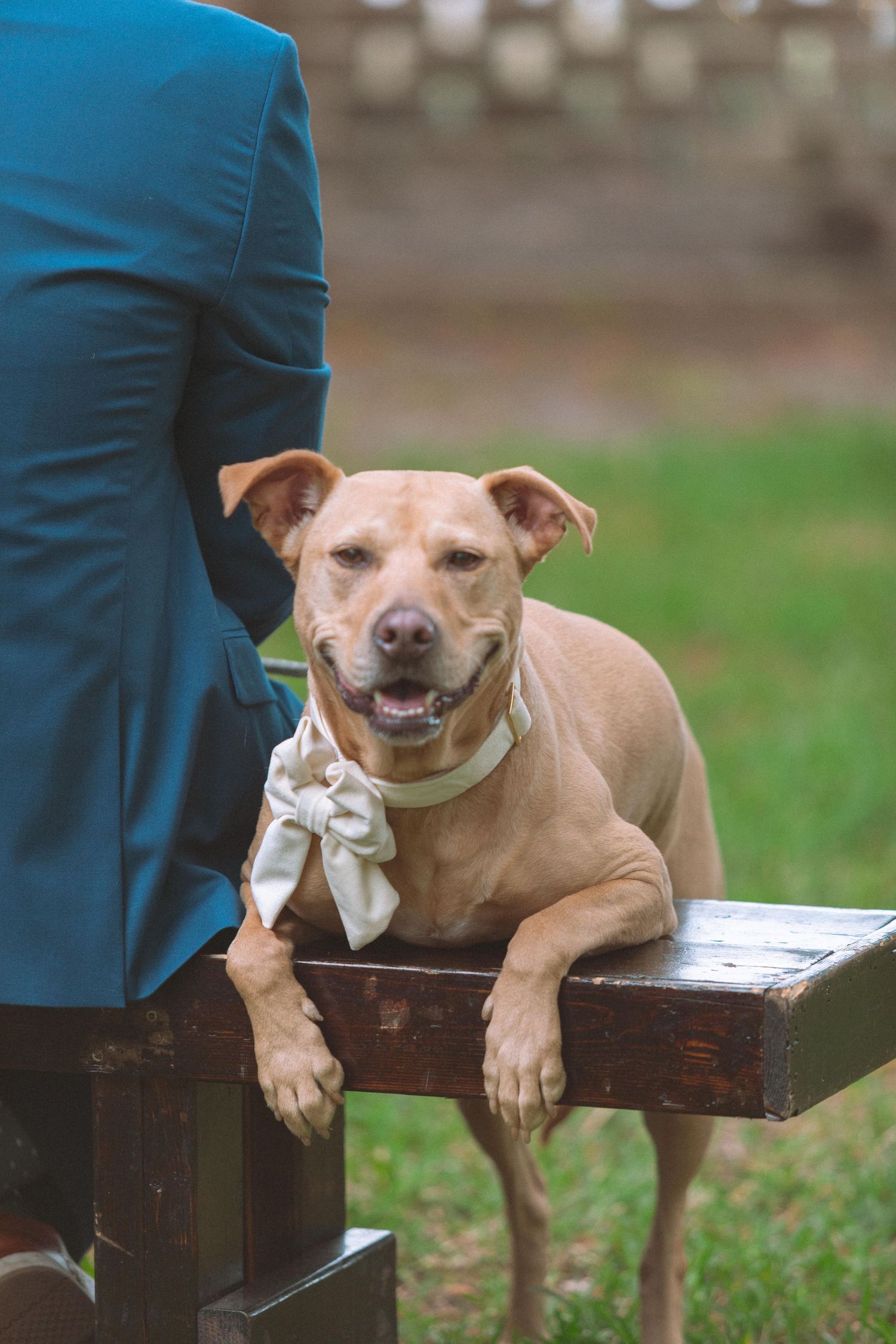 Tan dog wearing white bow tie rests paws on wooden bench beside groom in blue suit outdoors.