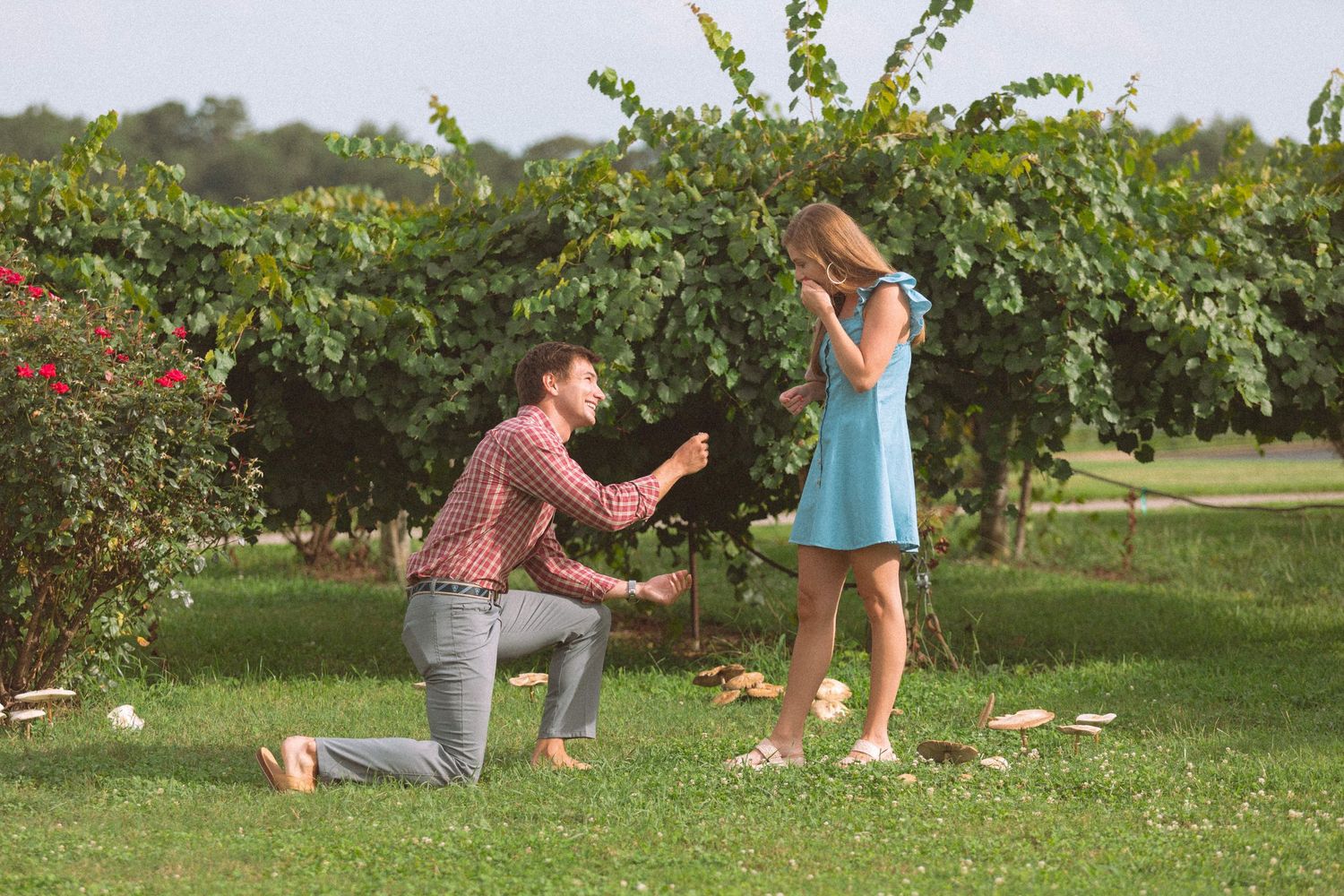 Man on one knee proposing to woman in blue dress in a lush green garden vineyard setting.