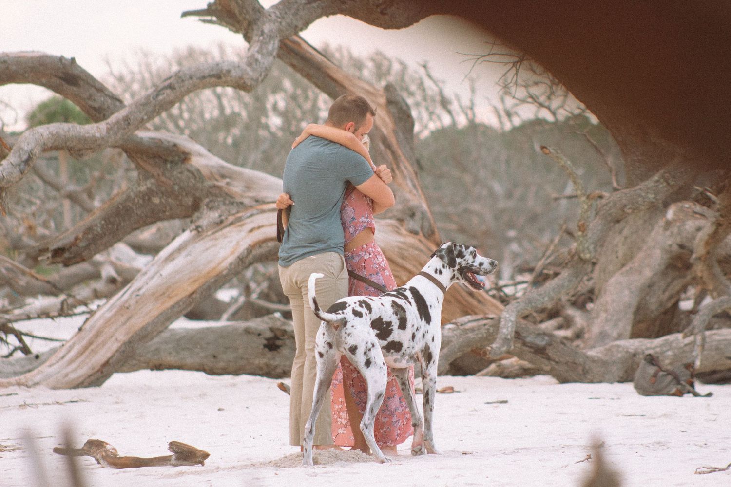 Couple embracing on a white sand beach with a Dalmatian dog beside them among driftwood trees.