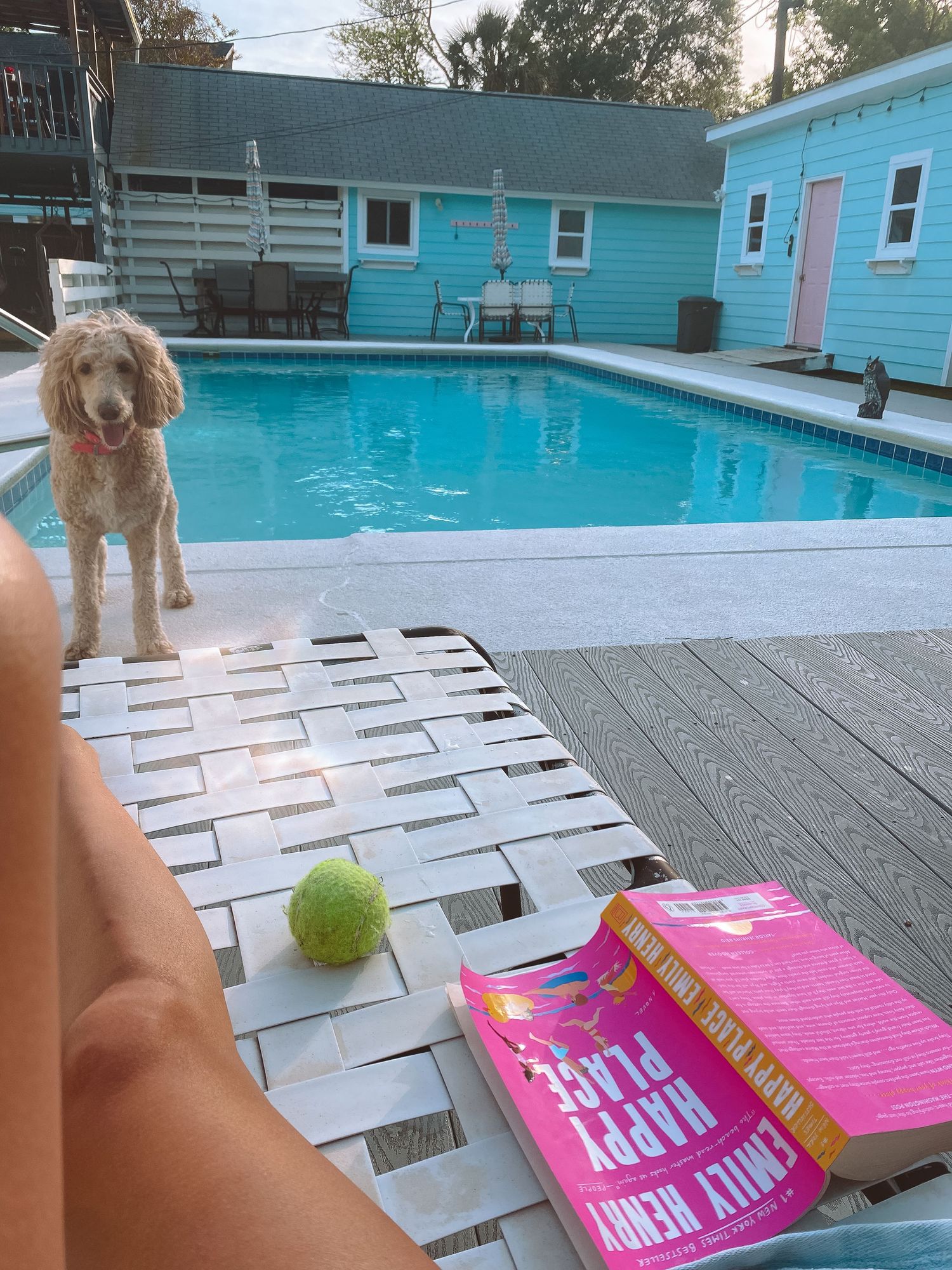 Fluffy golden doodle standing by a pool next to a tennis ball and Emily Henry Happy Place book.