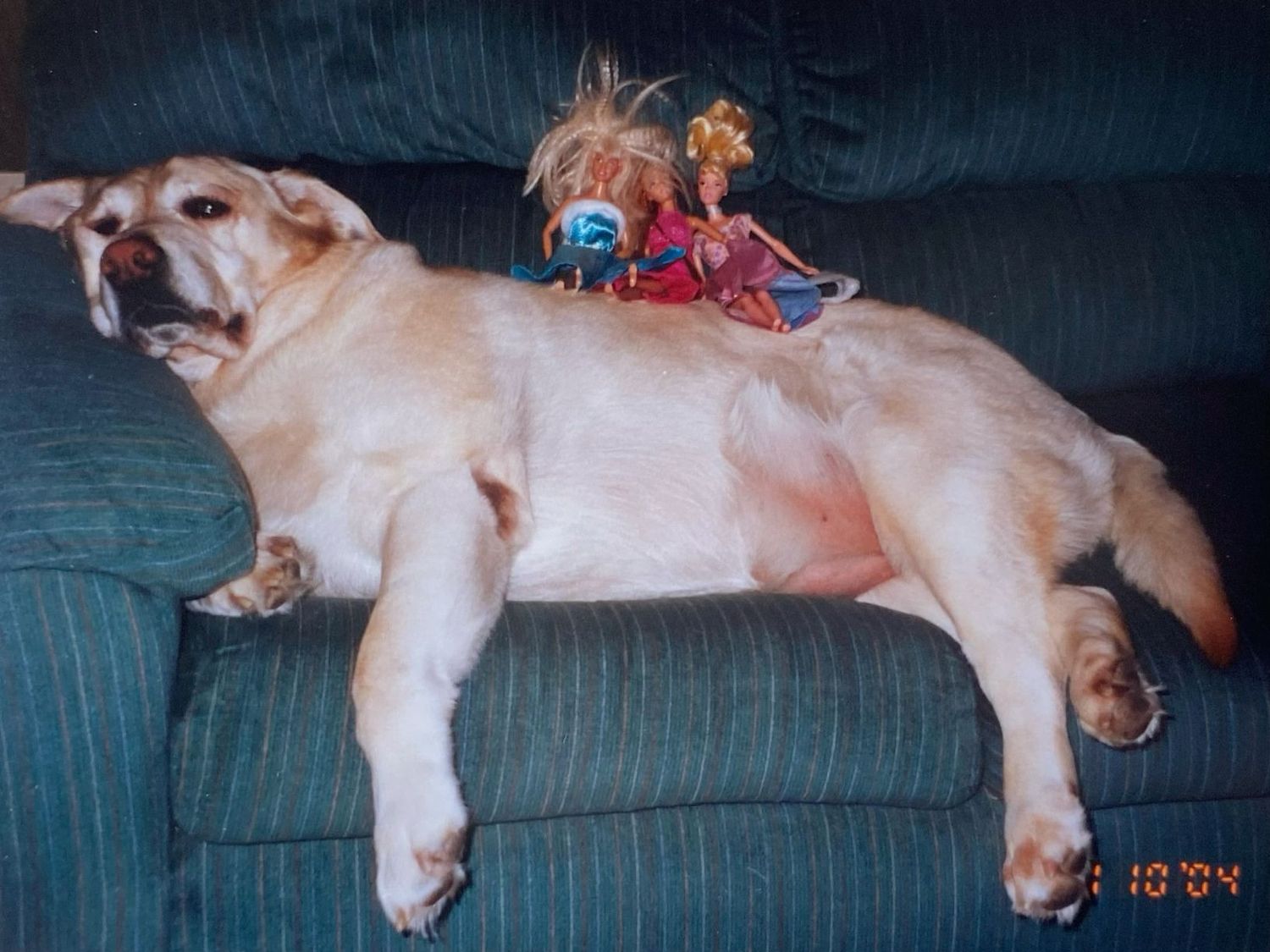 Yellow Labrador dog relaxing on a green couch with Barbie dolls placed on its back.