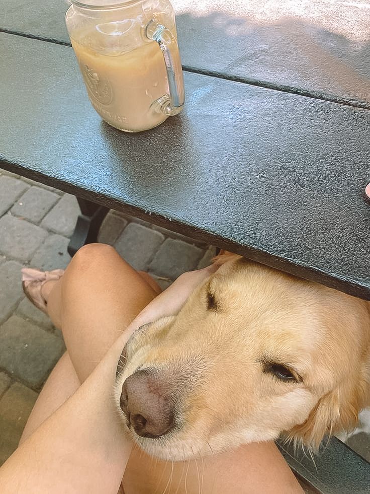 Golden retriever resting its head on persons lap under outdoor table beside an iced coffee mason jar.