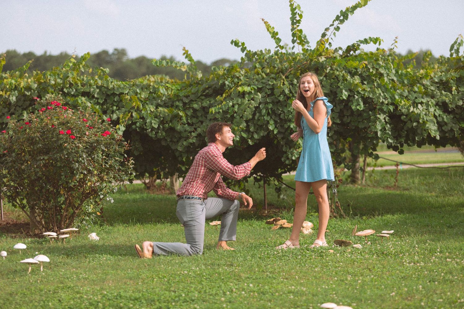 Man proposing on one knee to woman in blue dress in a lush green garden vineyard setting.
