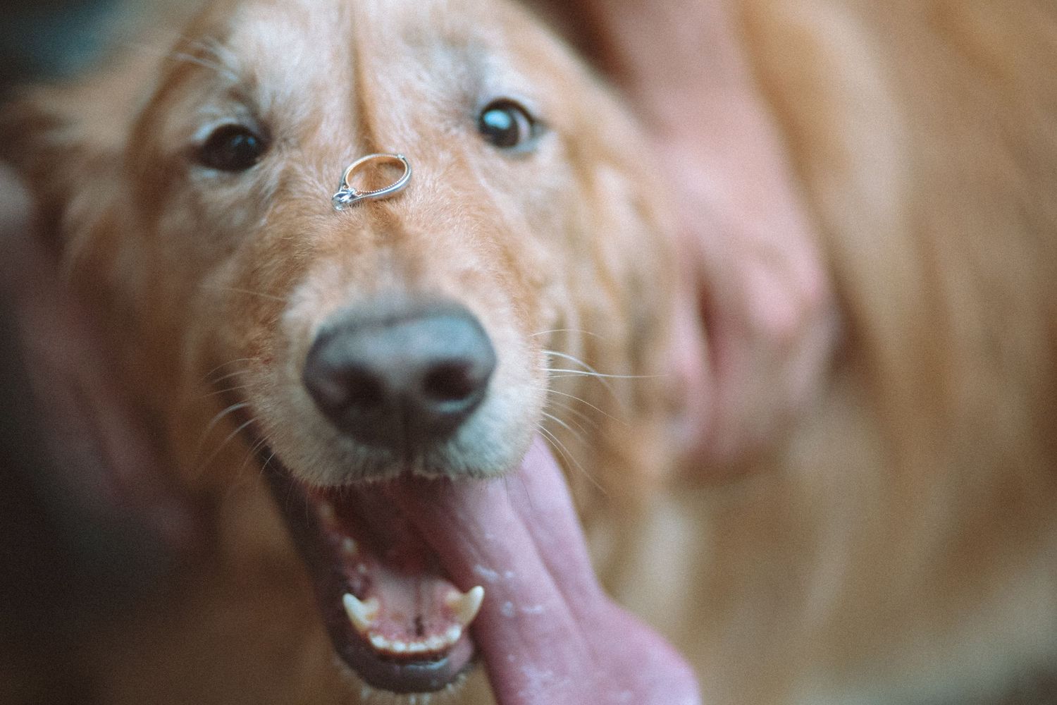 Golden retriever dog with an engagement ring balanced on its nose, mouth open happily.