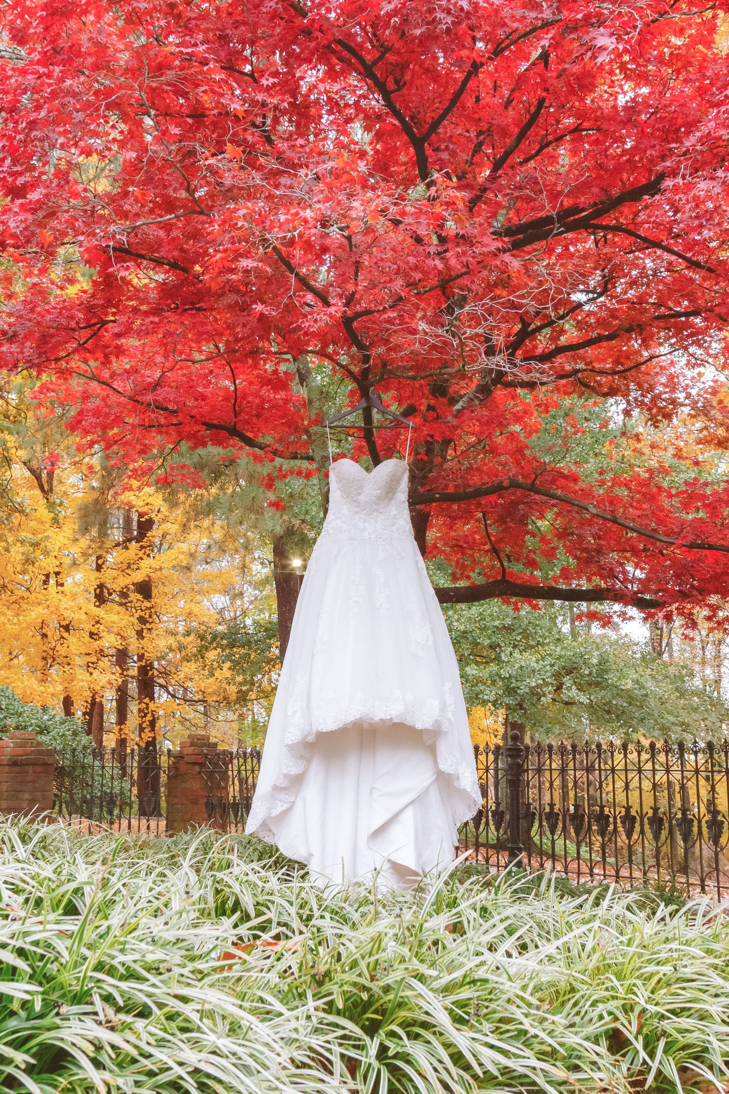 Elegant white wedding gown hanging from a vibrant red maple tree in autumn garden setting.