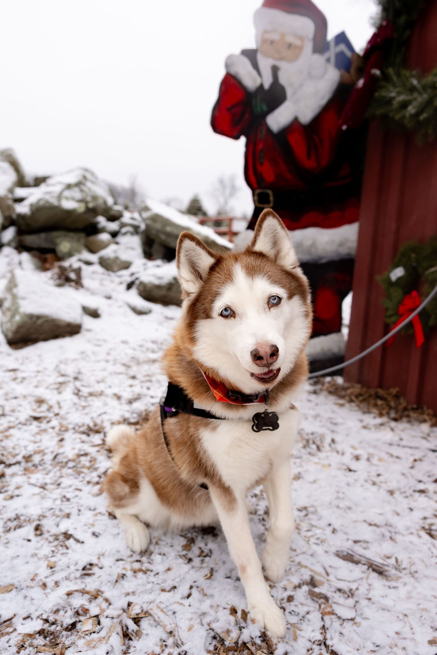 A smiling Husky dog poses playfully in the snow with festive holiday decorations in the background.
