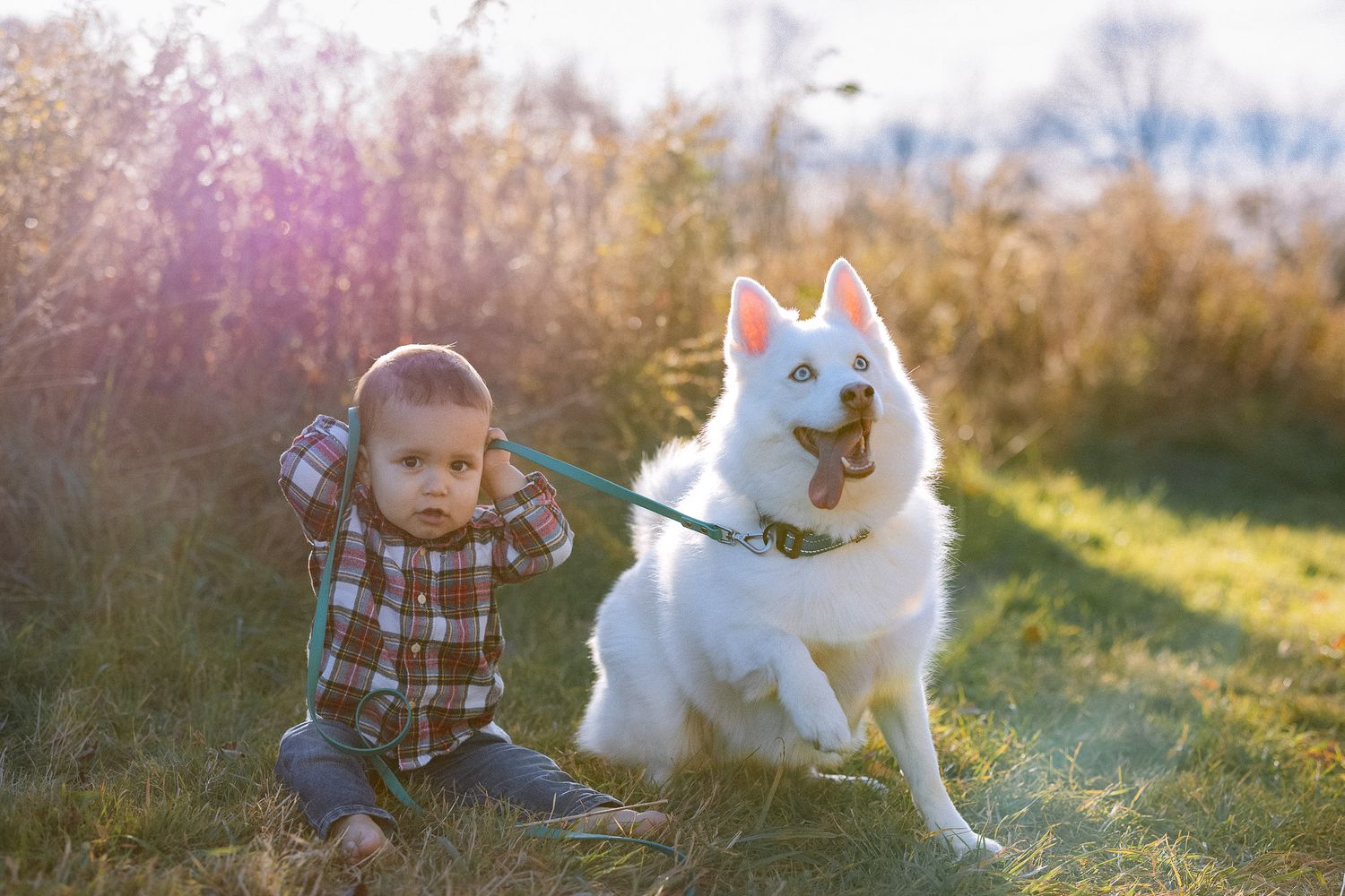 Child playing with white husky dog in sunlit autumn field.
