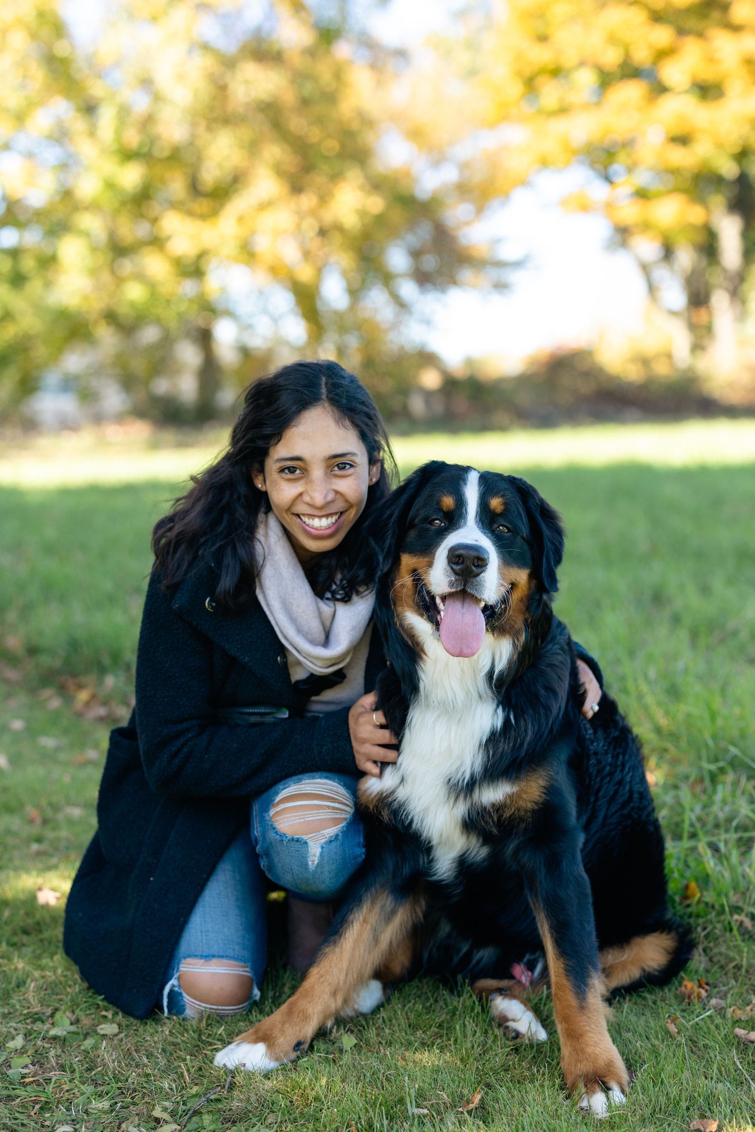 Person sitting with happy Bernese Mountain Dog on autumn grass.