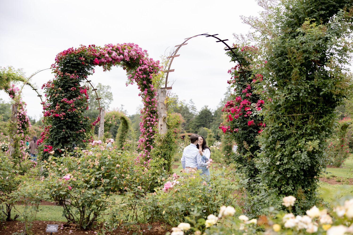A series of arched garden trellises covered in blooming pink roses creates a romantic walkway in a lush garden setting.