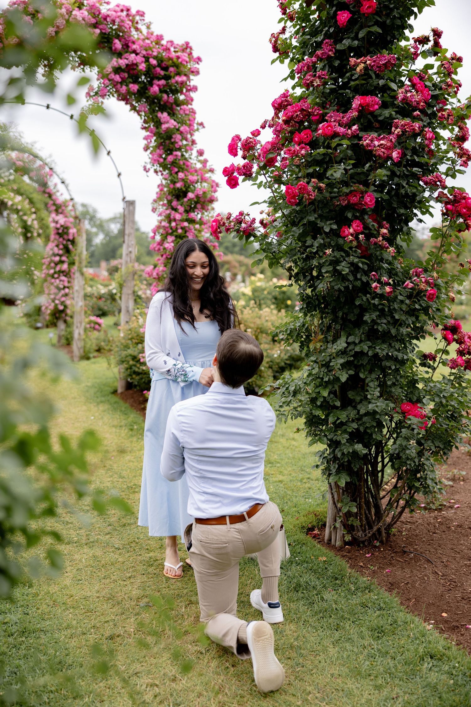 A romantic proposal moment in a beautiful rose garden with climbing pink and red blooms creating an archway.