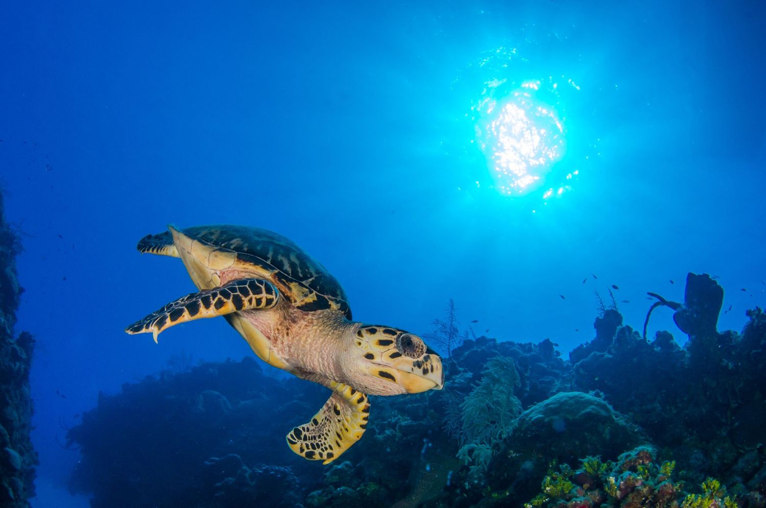 A hawksbill sea turtle swims along a coral reef under bright blue waters.