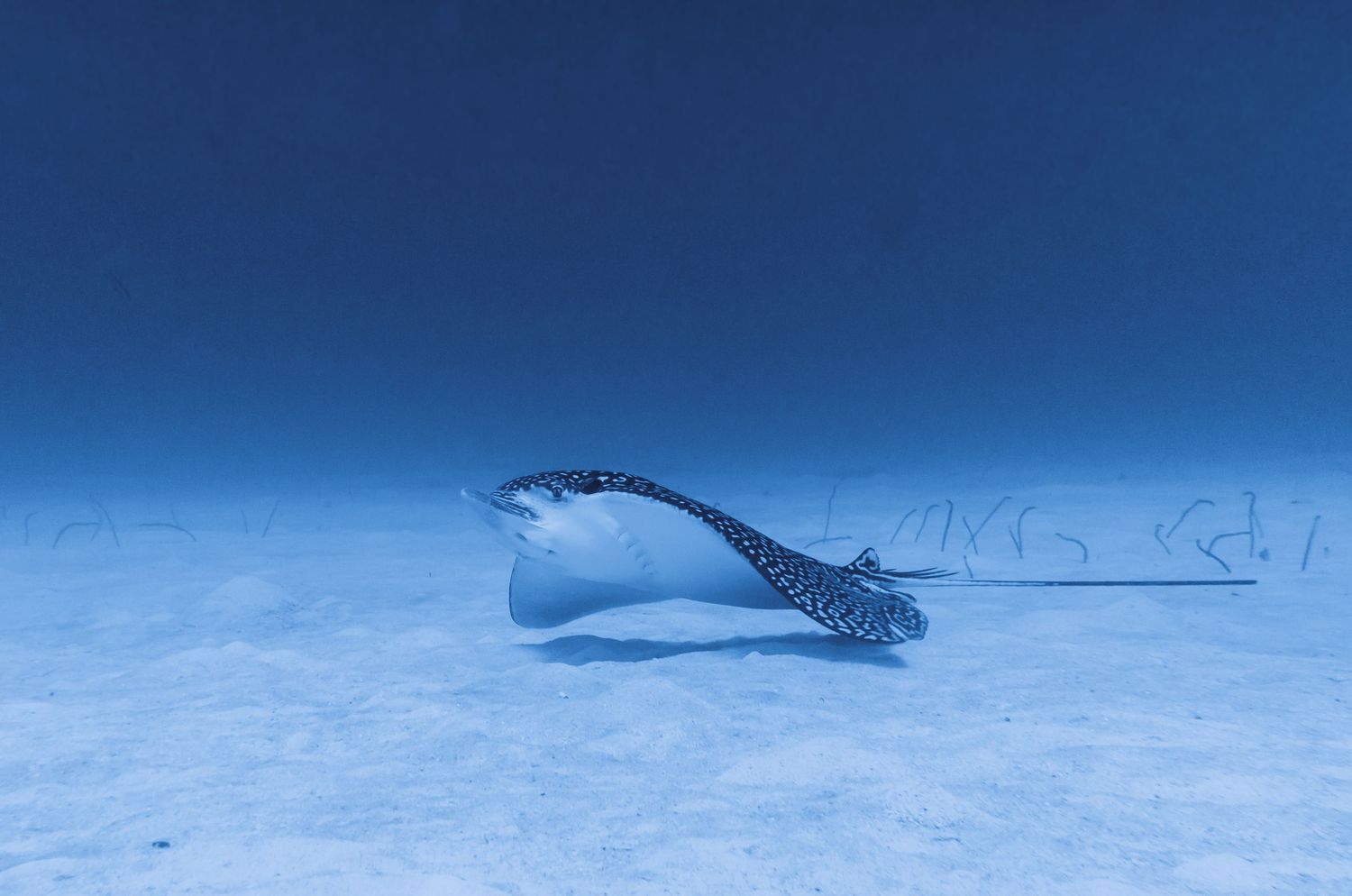 Majestic spotted eagle ray swimming over sandy ocean floor in clear blue water.