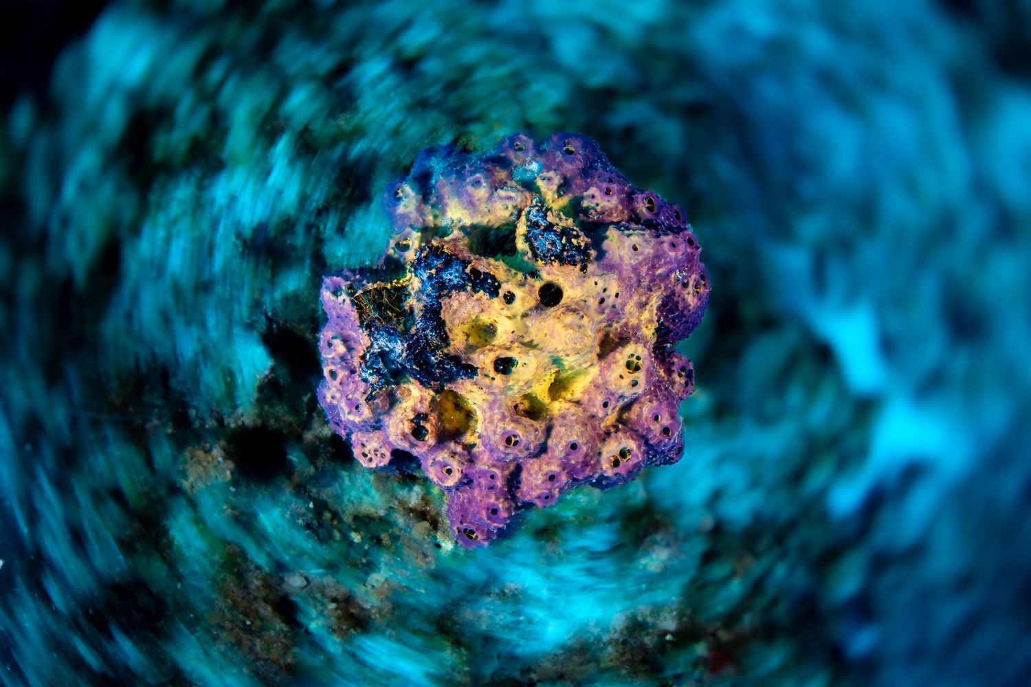 Abstract underwater photography showing swirling blue patterns with purple and yellow coral formations.