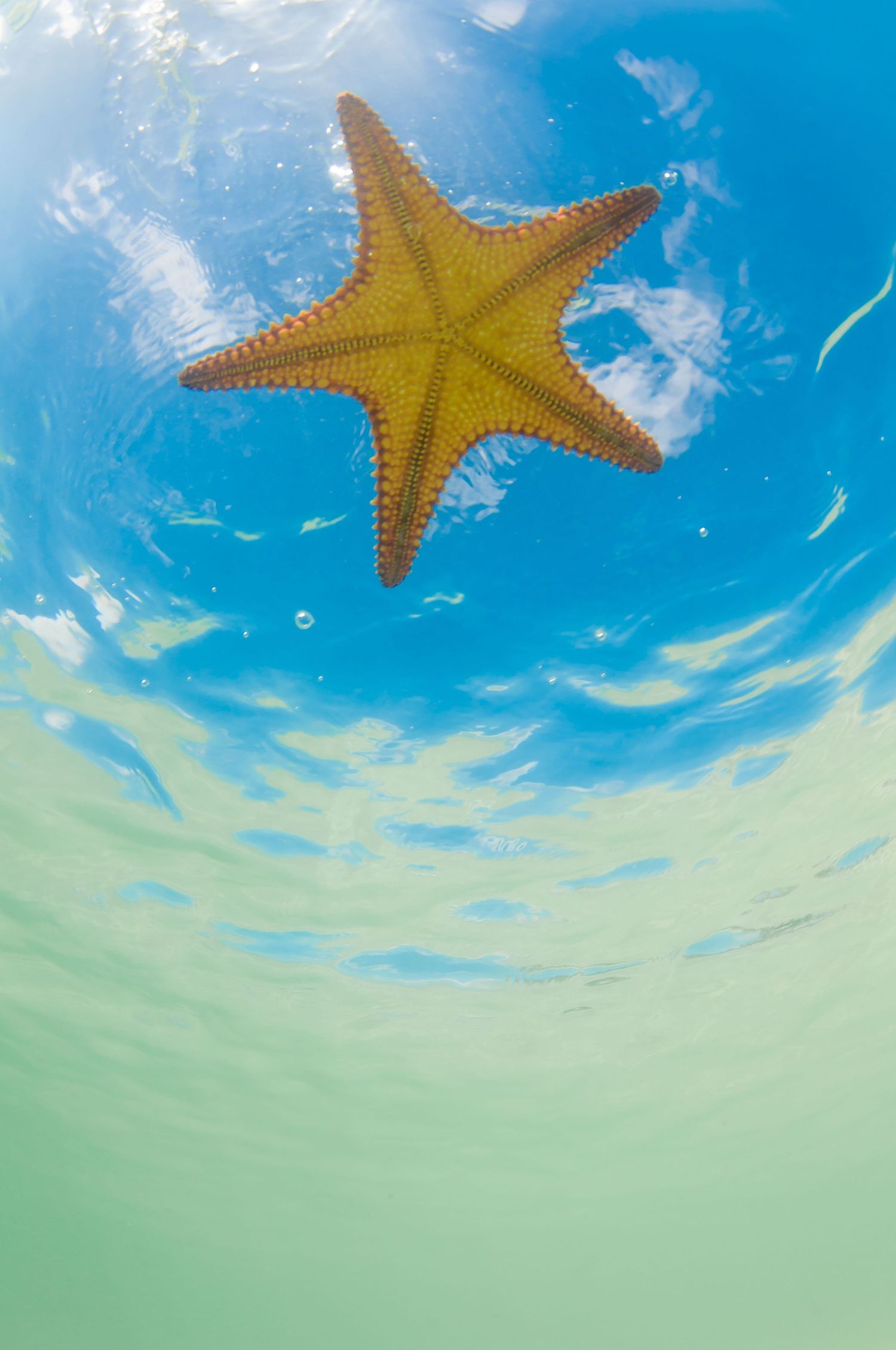 Large orange starfish floating underwater against bright blue ocean surface.