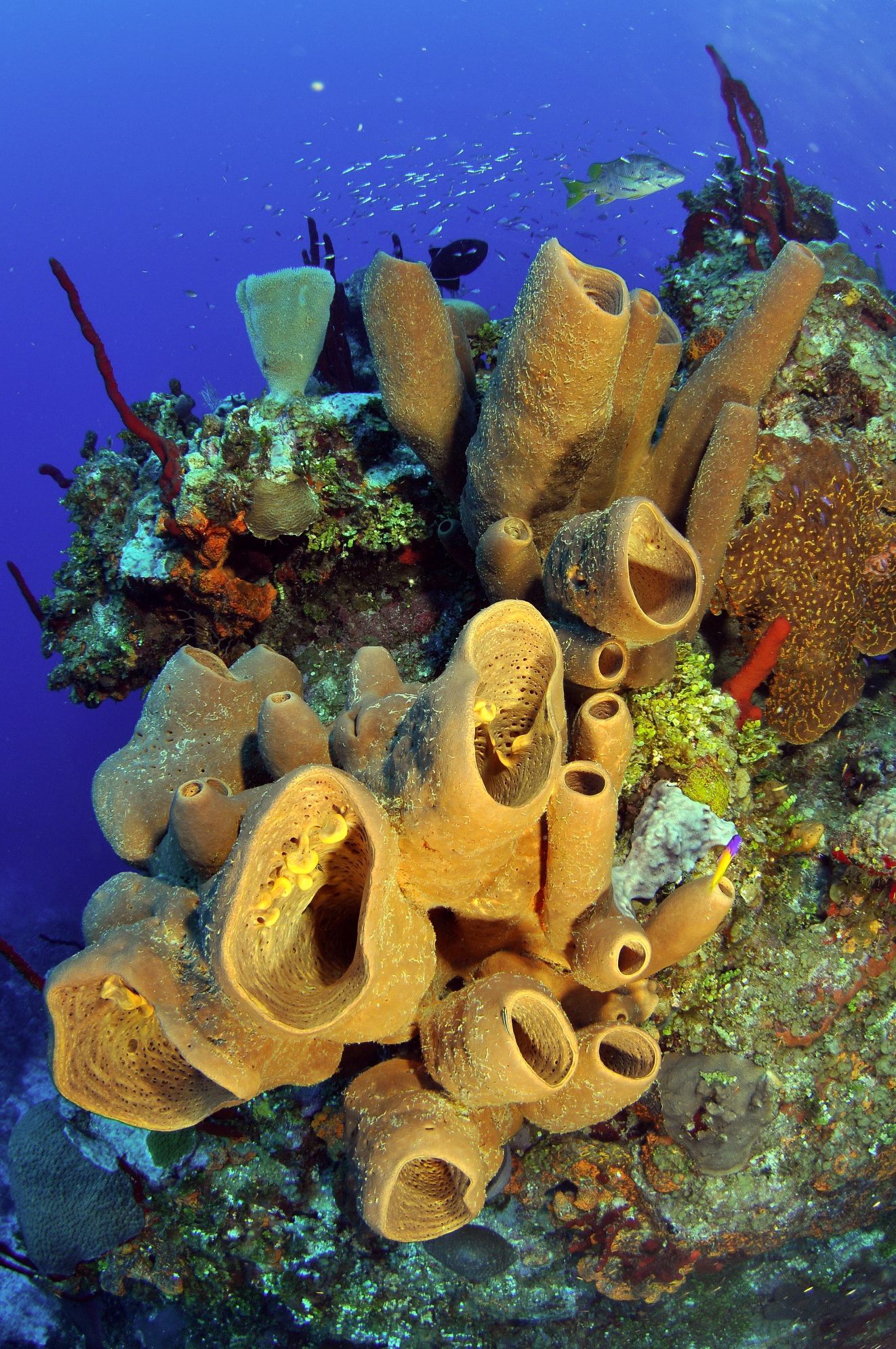 Yellow tube sponges grow on coral reef creating intricate underwater formations.