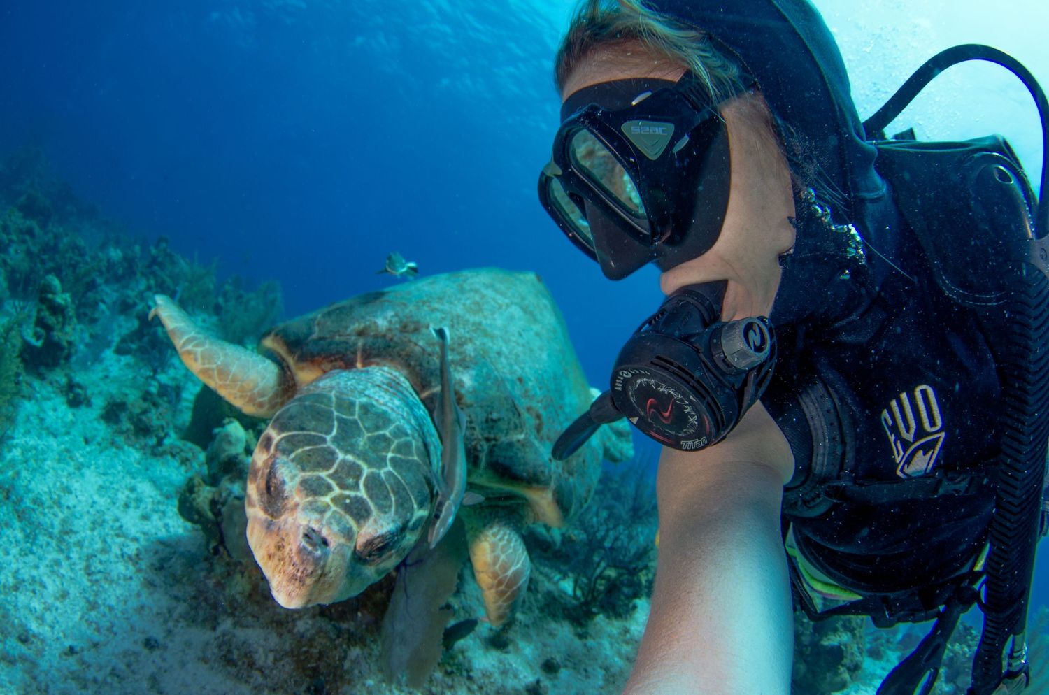 Scuba diver observes sea turtle swimming along colorful coral reef.
