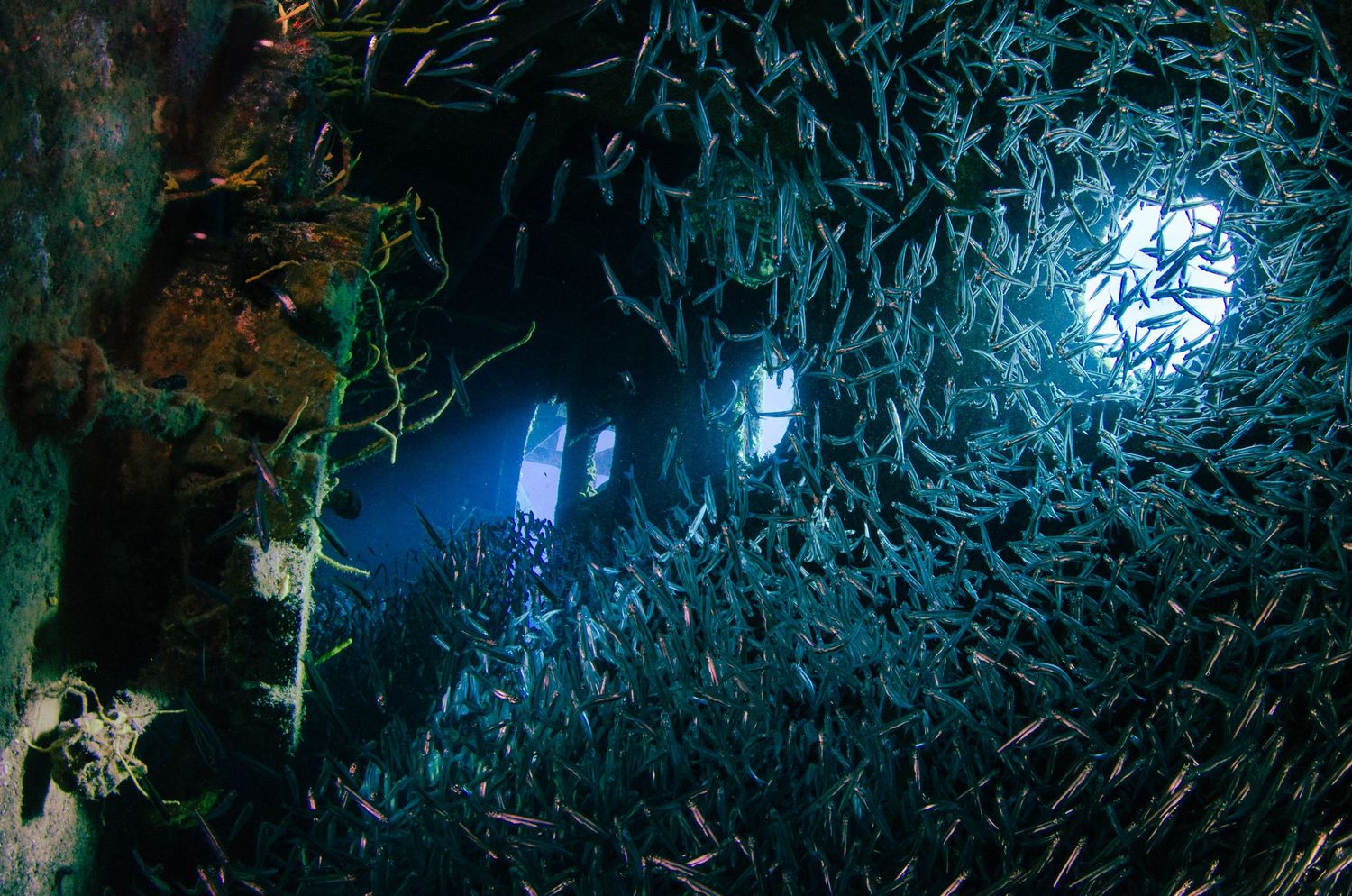 Large school of sardines creating mesmerizing patterns in dark underwater cave.