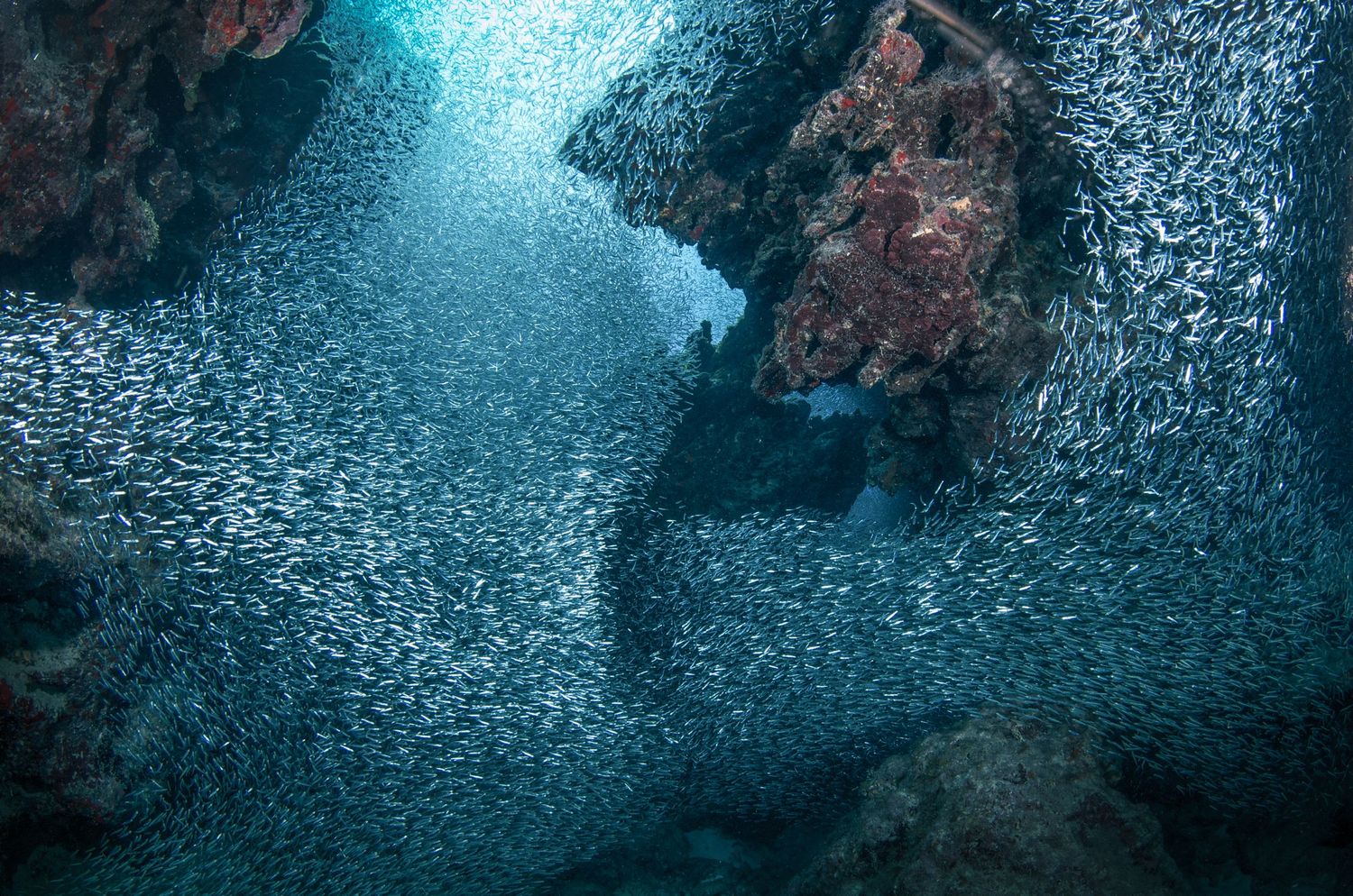 A dense school of small silver fish creates a mesmerizing pattern in turquoise underwater light.