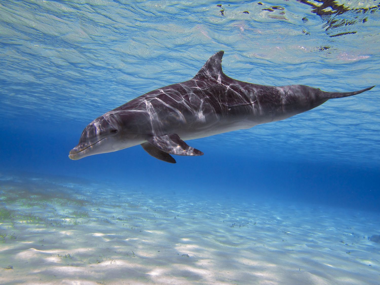 Wild dolphins swim gracefully through clear blue tropical waters near the ocean surface.