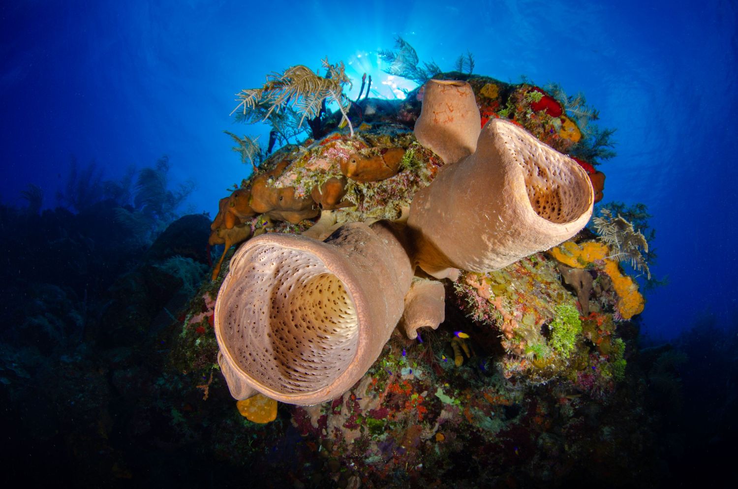 Large barrel sponges growing on underwater coral reef with bright blue ocean backdrop.