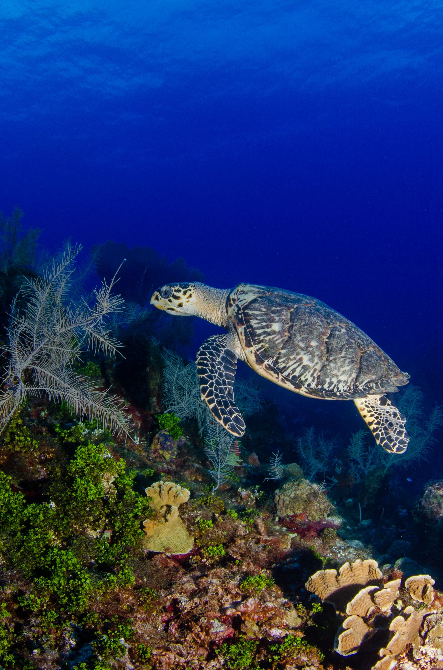 Hawksbill sea turtle swimming above colorful coral reef with soft corals and sea fans.