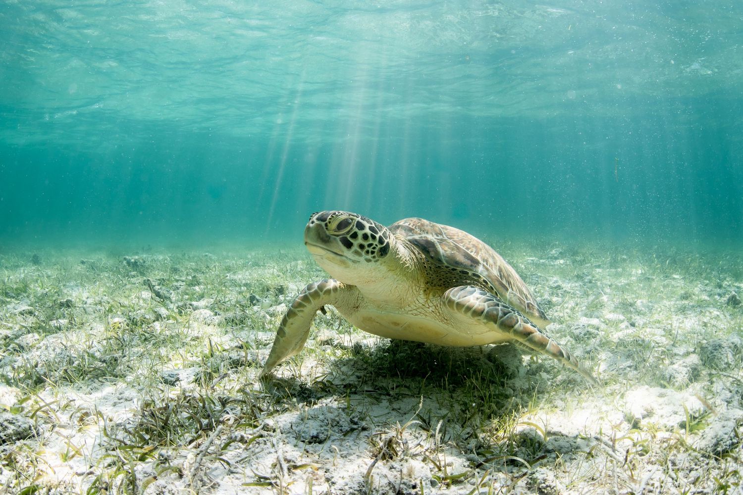 Sea turtle swimming over sandy seabed in shallow tropical waters.