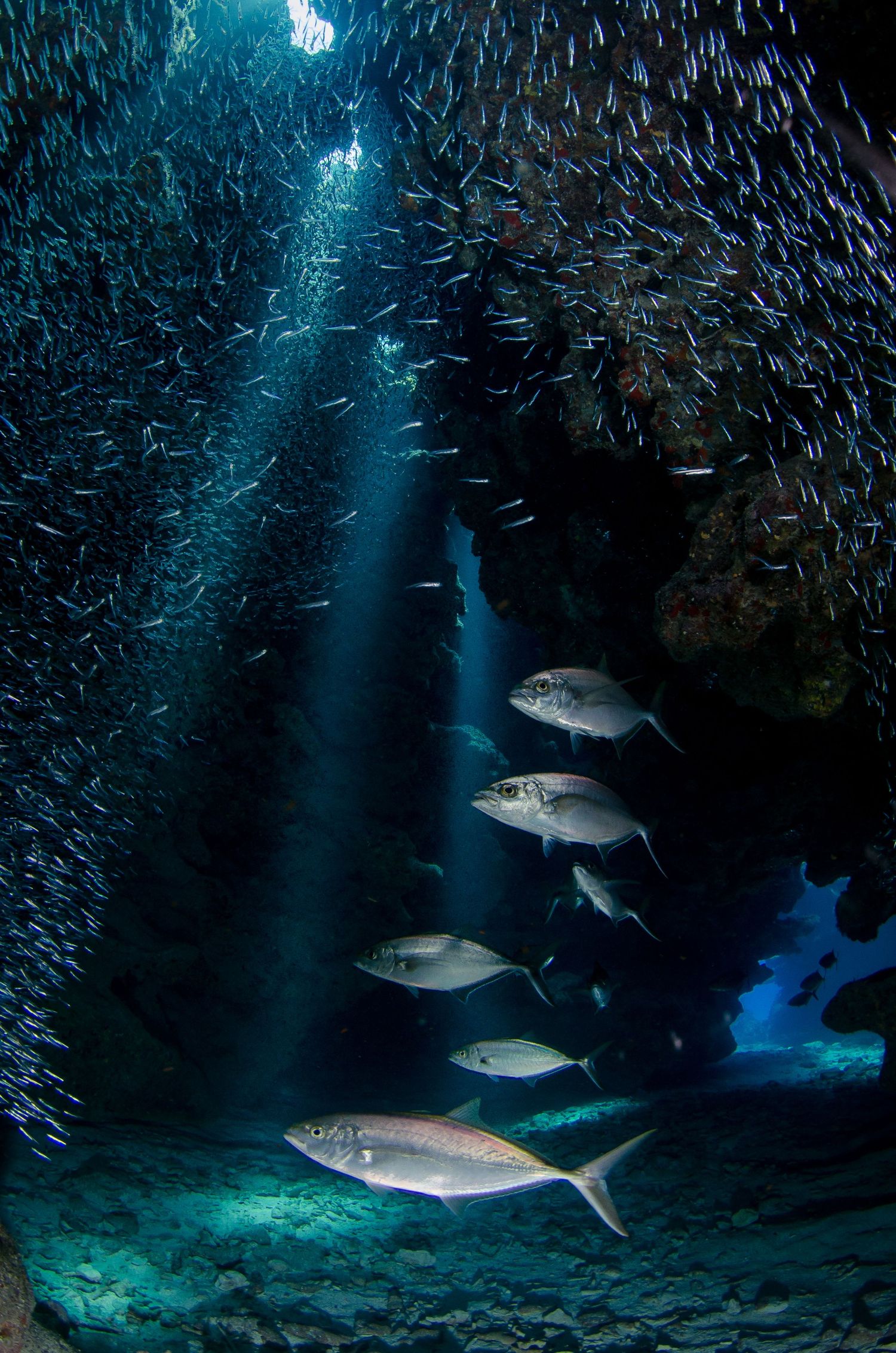 School of fish swarm around larger fish in dramatic underwater cavern lit by sunbeams.