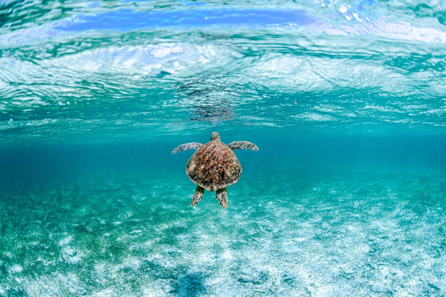 Sea turtle gliding gracefully through crystal clear turquoise waters near a coral reef.