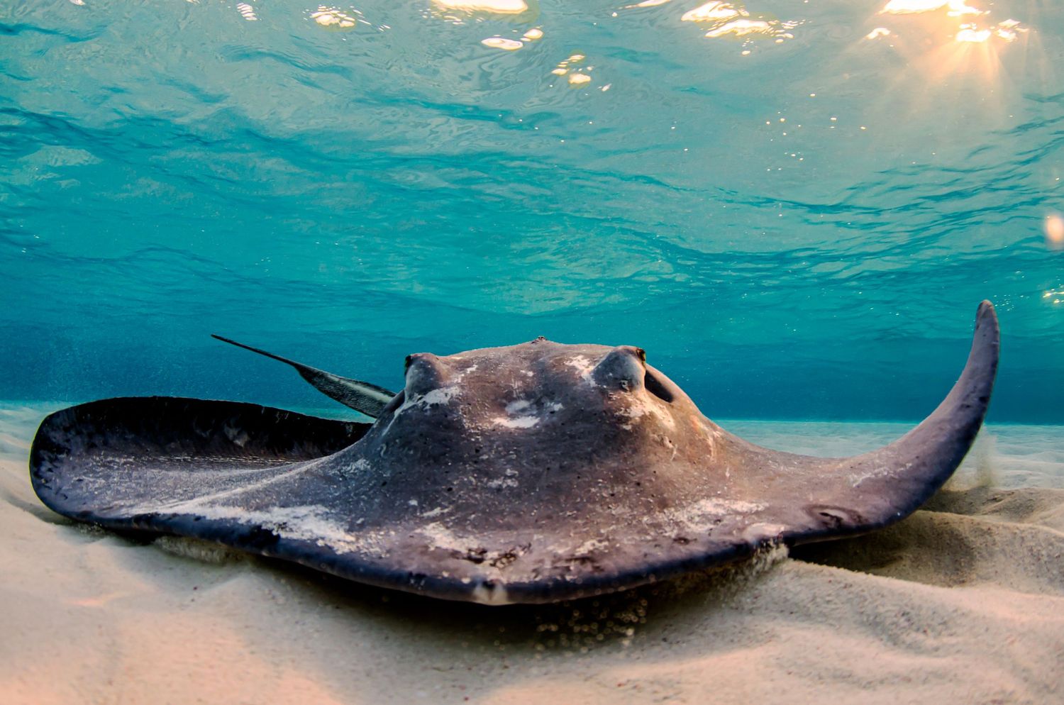 Stingray swimming along sandy seabed in clear turquoise Caribbean waters.