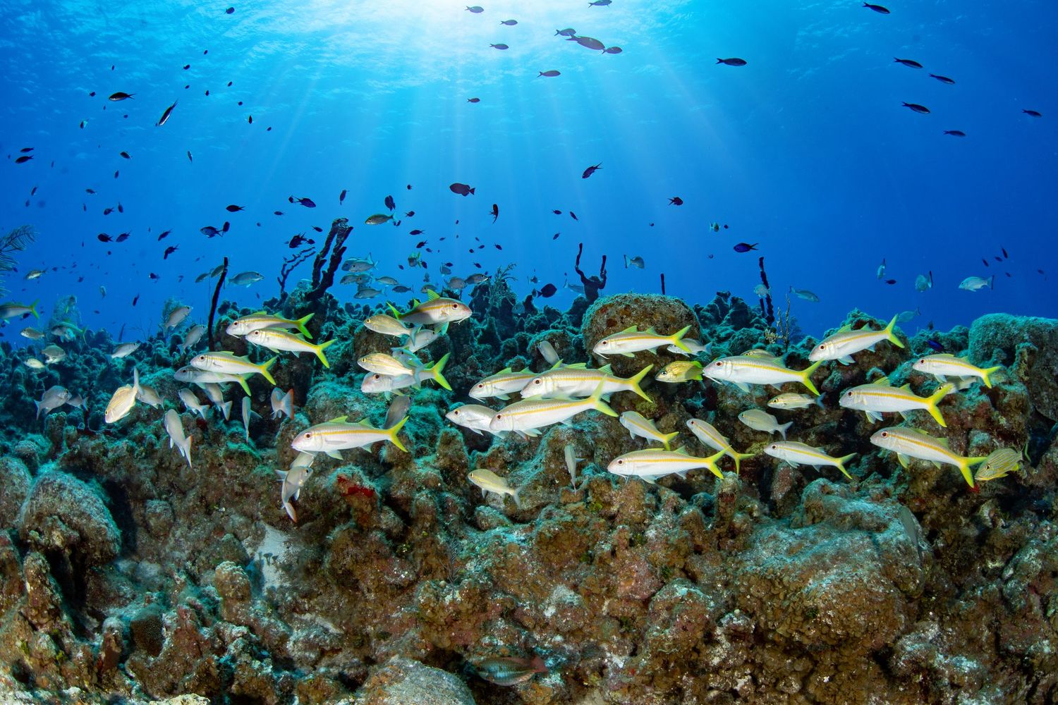 Vibrant underwater reef scene with schools of tropical fish swimming above colorful coral formations.