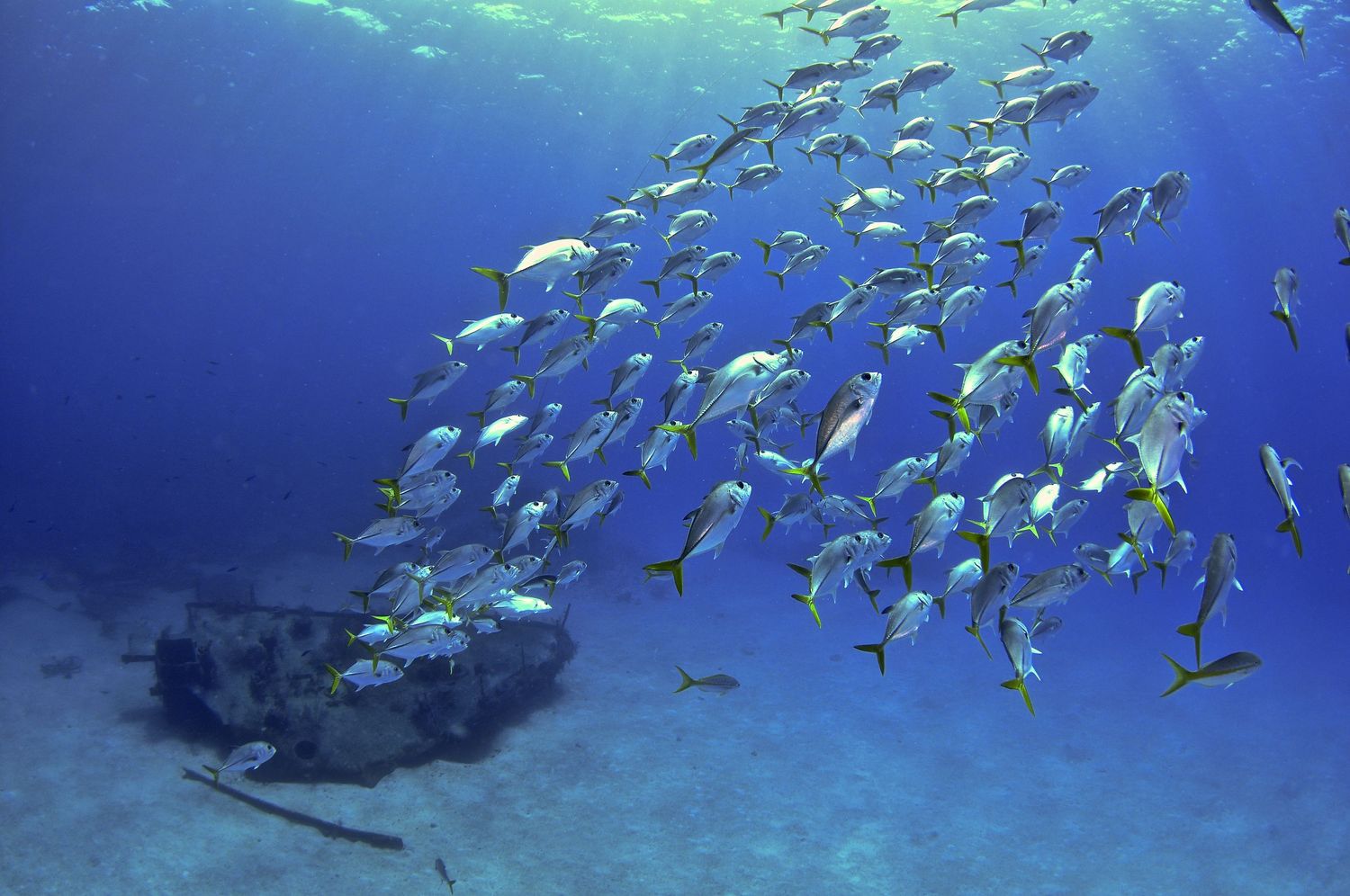 School of tropical fish swims in formation through clear blue ocean waters.