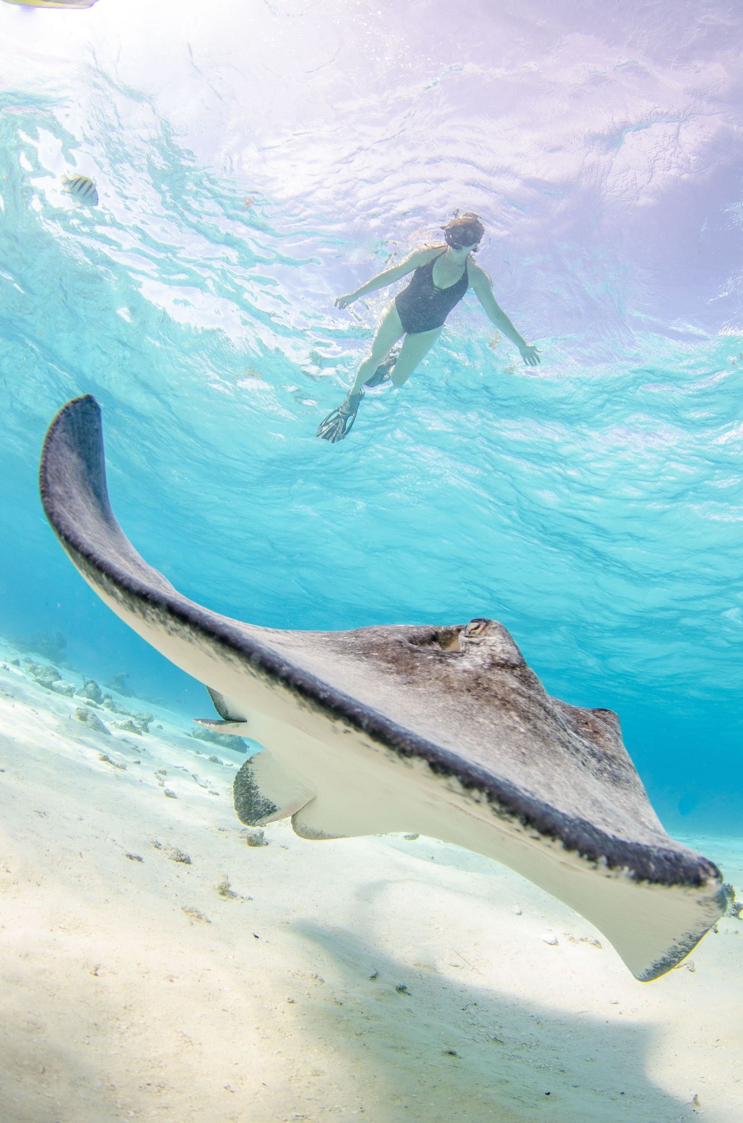 Stingray gliding over white sandy ocean floor in crystal clear turquoise waters.