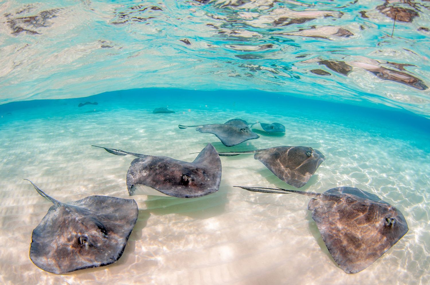 A group of spotted eagle rays swim together in pristine turquoise Caribbean waters near a sandy ocean floor.