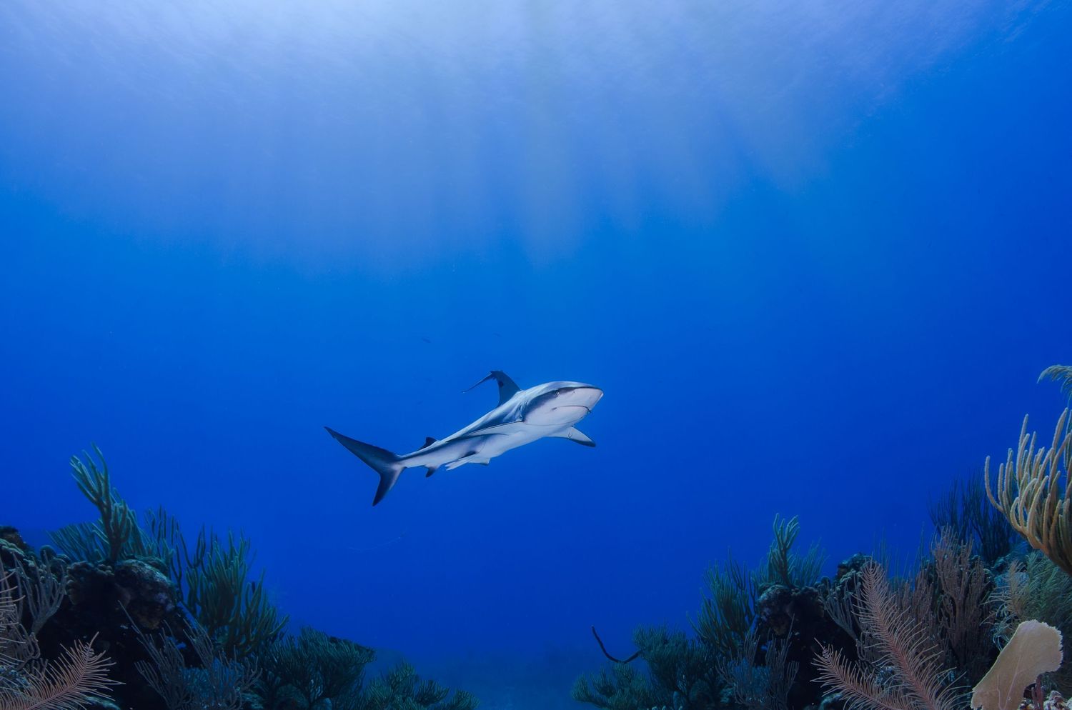 Pelagic fish swimming in deep blue ocean waters near coral reef.