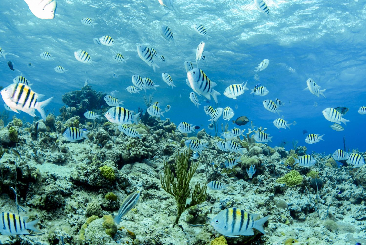 Colorful tropical fish swim among coral reefs in crystal clear turquoise waters.