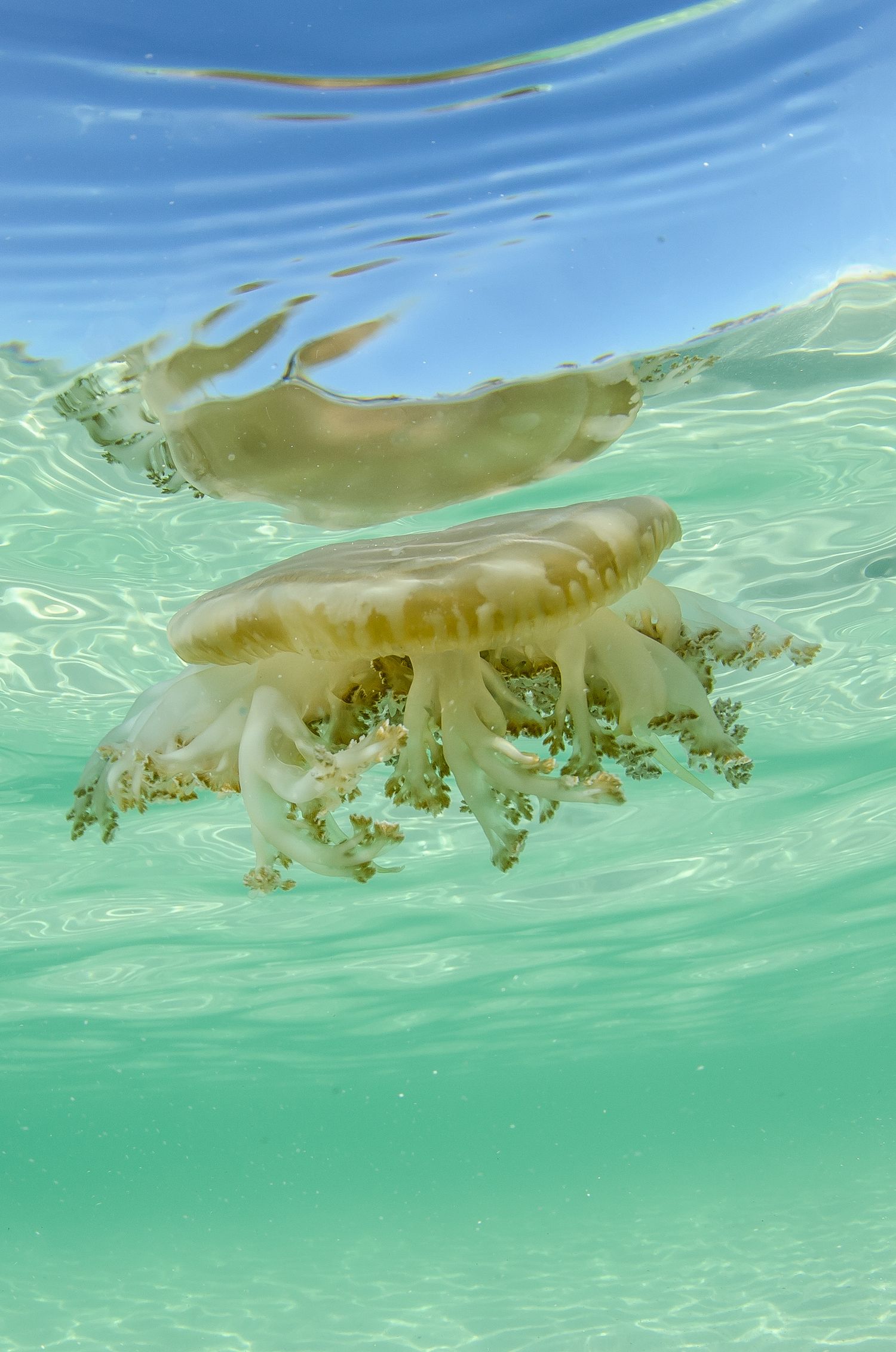 Translucent jellyfish drifting in turquoise shallow waters near the surface.