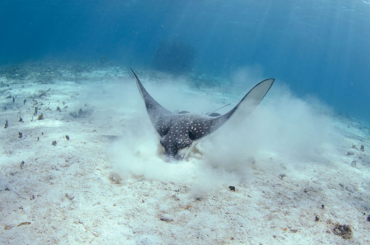Stingrays glide gracefully across the sandy ocean floor in crystal clear turquoise waters.