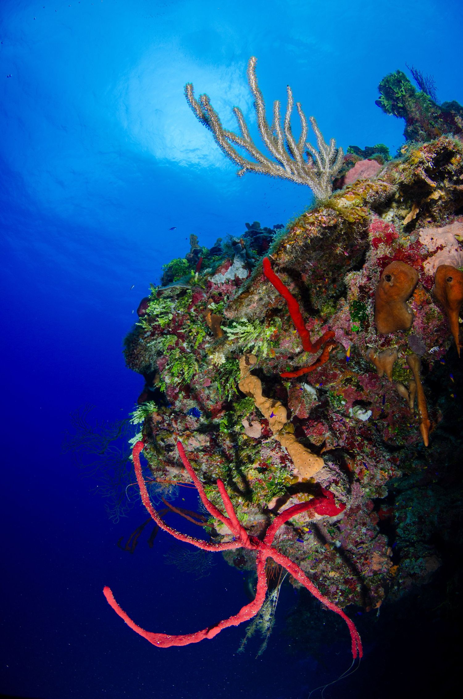 Vibrant red crab perched on colorful coral reef with deep blue ocean background.