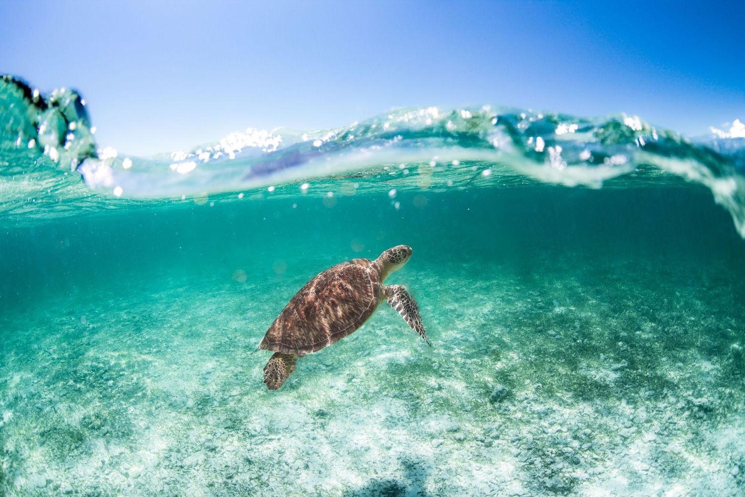 Sea turtle swimming in shallow coral reef waters under bright sunlight.