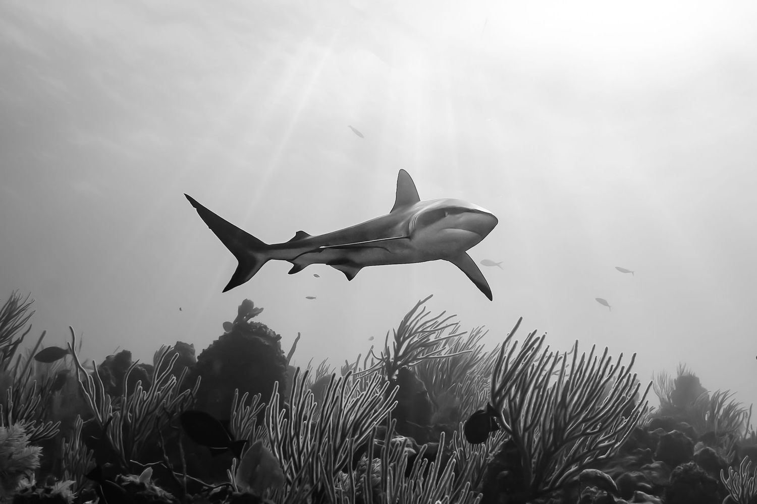 Black and white underwater scene of sharks swimming above sea grass beds.