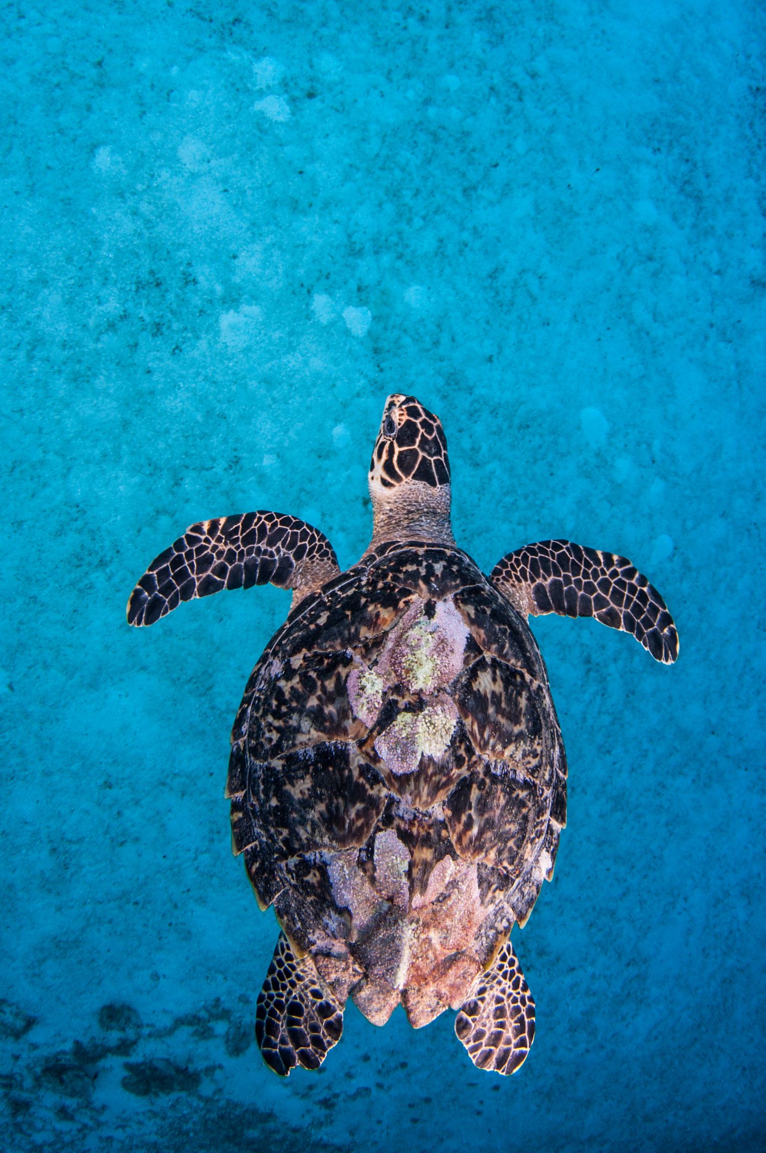 Hawksbill sea turtle swims gracefully above turquoise ocean floor.