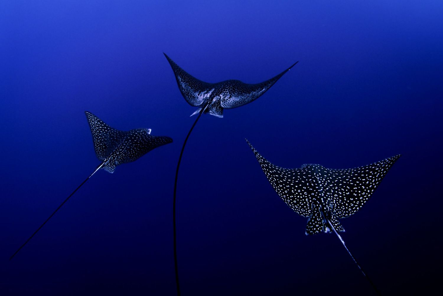 Graceful spotted eagle rays gliding through deep blue ocean waters.