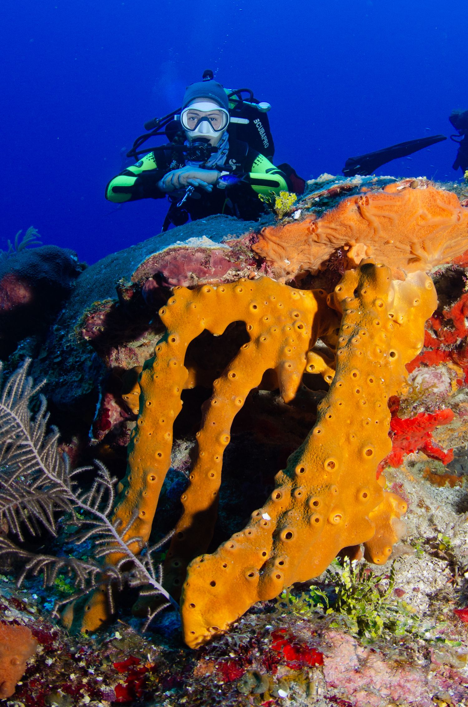 Scuba diver observes vibrant orange tube sponge formations on a coral reef in deep blue waters.