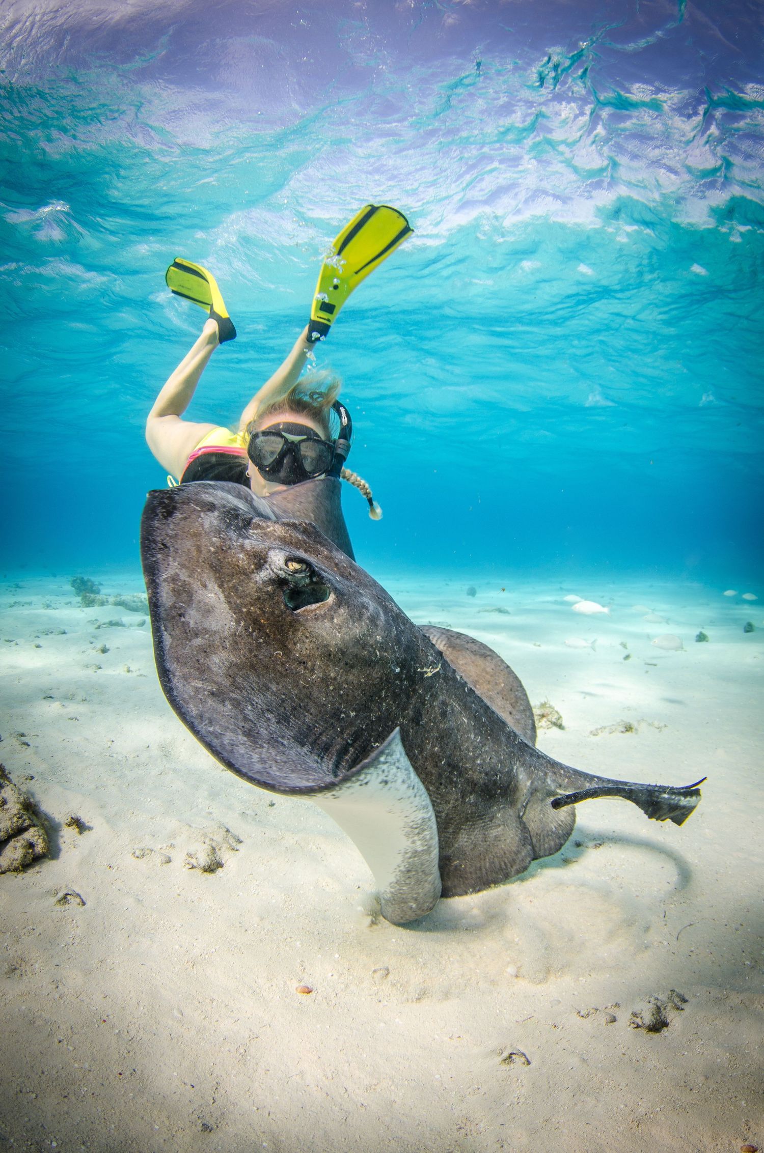 Snorkeler interacting with friendly stingray on sandy ocean floor in clear turquoise water.