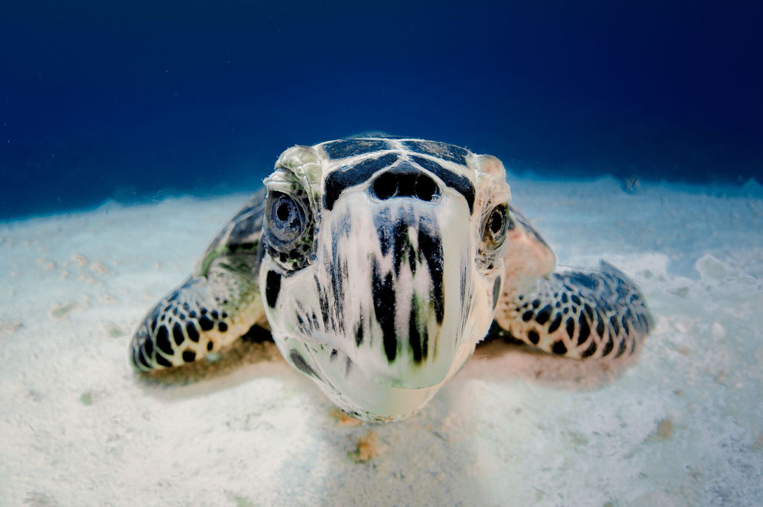 Sea turtle resting on sandy ocean floor with distinctive shell pattern visible.
